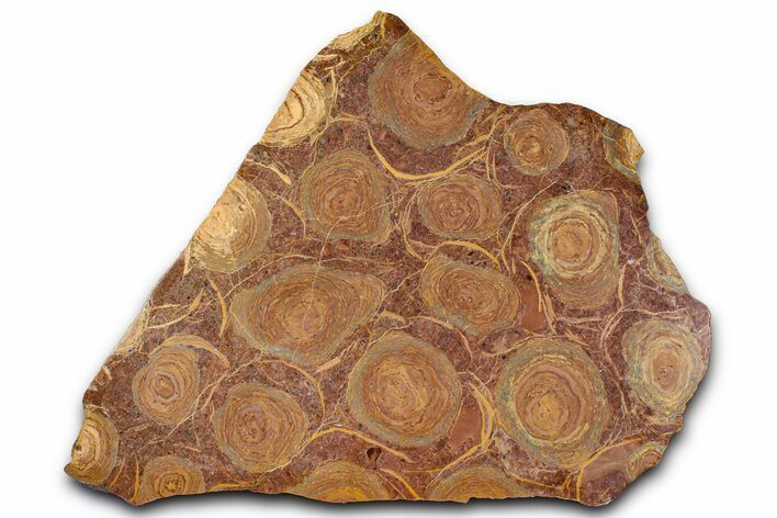 Polished Stromatolite (Jurusania) From Russia - Million Years #362934